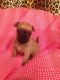 Chihuahua Puppies for sale in Western Ave, Boston, MA, USA. price: $400
