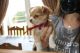 Chihuahua Puppies for sale in Kentucky Ave, Indianapolis, IN, USA. price: NA
