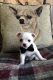 Chihuahua Puppies for sale in Union, MI 49130, USA. price: NA