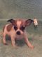 Chihuahua Puppies for sale in Cookeville, TN, USA. price: NA