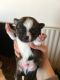 Chihuahua Puppies for sale in Moneta, VA 24121, USA. price: NA