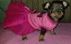 Chihuahua Puppies for sale in Benton, IL 62812, USA. price: NA