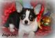 Chihuahua Puppies for sale in Tulsa, OK, USA. price: NA