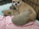 Chihuahua Puppies for sale in Los Andes St, Lake Forest, CA 92630, USA. price: NA