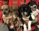 Chihuahua Puppies for sale in Tacoma, WA, USA. price: $360