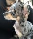 Chihuahua Puppies for sale in Miami Lakes, FL, USA. price: NA