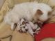 Chihuahua Puppies for sale in Surprise, AZ 85387, USA. price: NA
