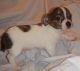 Chihuahua Puppies for sale in Chillicothe, OH 45601, USA. price: NA