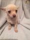 Chihuahua Puppies for sale in Ohio Pike, Amelia, OH 45102, USA. price: NA