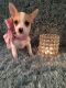 Chihuahua Puppies for sale in Ohio Pike, Amelia, OH 45102, USA. price: $400