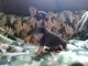 Chihuahua Puppies for sale in Bushnell, FL 33513, USA. price: NA