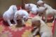 Chihuahua Puppies for sale in Texas City, TX, USA. price: NA