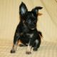 Chihuahua Puppies for sale in Cedar Park, TX, USA. price: NA