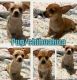 Chihuahua Puppies for sale in Tacoma, WA, USA. price: $340
