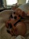 Chihuahua Puppies for sale in Florence, SC, USA. price: NA