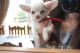 Chihuahua Puppies for sale in Michigan Ave, Inkster, MI 48141, USA. price: NA