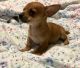Chihuahua Puppies for sale in Tacoma, WA, USA. price: $300