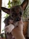 Chihuahua Puppies for sale in Grafton, OH, USA. price: NA