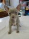 Chihuahua Puppies for sale in Lexington, SC 29073, USA. price: NA