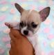 Chihuahua Puppies for sale in Brownsville, TX 78520, USA. price: NA