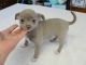 Chihuahua Puppies for sale in Costa Mesa, CA, USA. price: NA