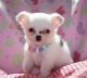 Chihuahua Puppies for sale in Burlington, VT, USA. price: $400