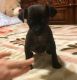 Chihuahua Puppies for sale in Tacoma, WA, USA. price: $260