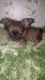Chihuahua Puppies for sale in Drakes Branch, VA 23937, USA. price: $399
