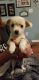 Chihuahua Puppies for sale in Murfreesboro, TN, USA. price: $700