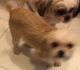 Chihuahua Puppies for sale in Sodaville, OR 97355, USA. price: NA