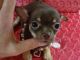 Chihuahua Puppies for sale in US Hwy 19 N, Pinellas Park, FL, USA. price: NA
