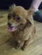 Chihuahua Puppies for sale in Salem, OR, USA. price: NA