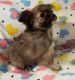 Chihuahua Puppies for sale in Olympia, WA, USA. price: NA