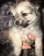 Chihuahua Puppies for sale in San Diego, CA 92027, USA. price: NA