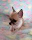 Chihuahua Puppies for sale in Colorado Springs, CO, USA. price: NA