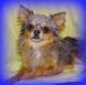 Chihuahua Puppies for sale in Abilene, KS 67410, USA. price: NA