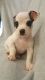 Chihuahua Puppies for sale in Thomasville, NC 27360, USA. price: NA