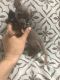 Chihuahua Puppies for sale in Spring, TX 77373, USA. price: NA
