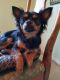 Chihuahua Puppies for sale in Red Oak, TX, USA. price: NA