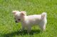 Chihuahua Puppies for sale in Glendale, CA, USA. price: NA
