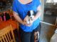 Chihuahua Puppies for sale in Monticello, MN, USA. price: NA