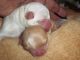 Chihuahua Puppies for sale in Surprise, AZ 85387, USA. price: NA