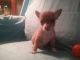 Chihuahua Puppies for sale in Huntsville, TX, USA. price: NA
