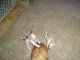 Chihuahua Puppies for sale in Millington, MI 48746, USA. price: NA