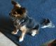Chihuahua Puppies for sale in New York County, New York, NY, USA. price: NA