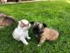 Chihuahua Puppies for sale in California Ave, Windsor, ON, Canada. price: $500