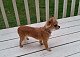Chihuahua Puppies for sale in Greensboro, NC, USA. price: NA