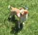 Chihuahua Puppies for sale in Lake in the Hills, IL, USA. price: NA