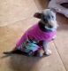 Chihuahua Puppies for sale in Riverside, CA, USA. price: NA
