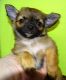 Chihuahua Puppies for sale in Abilene, KS 67410, USA. price: NA